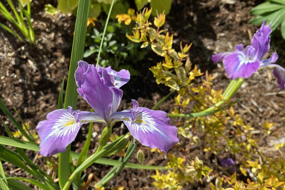 A close-up of purple flowers in the Pollinator Garden. The flowers are surrounded by green stems and tiny yellow leaves.