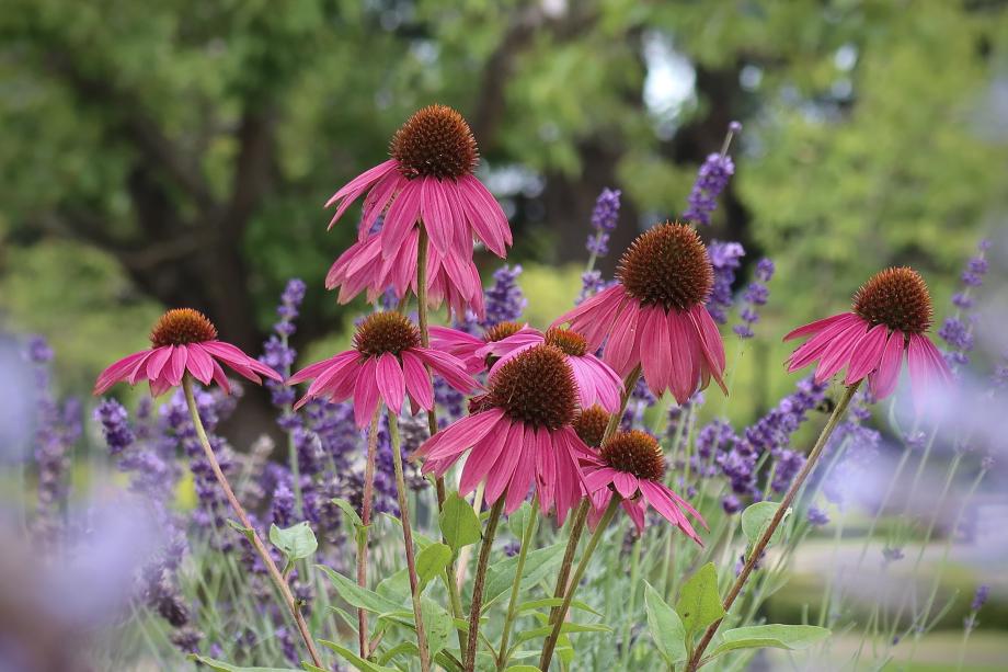 A group of flowers with bright pink petals and large, reddish orange spheres growing from their centers.