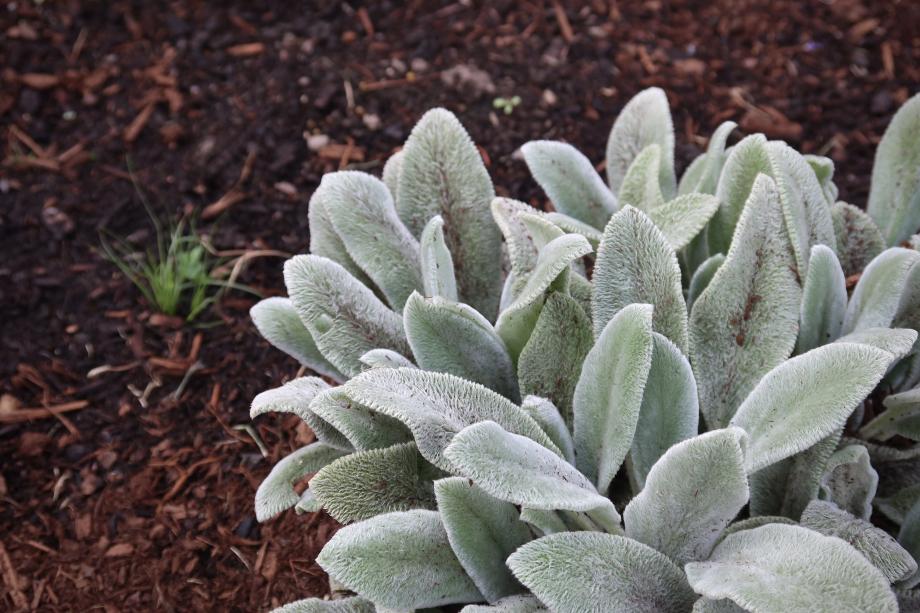 A small plant with thick, light green leaves covered in white fuzz.