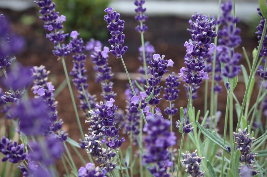 A group of lavender plants, each with thin green stems and dozens of tiny purple flowers.