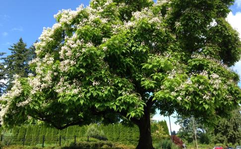 Northern Catalpa tree