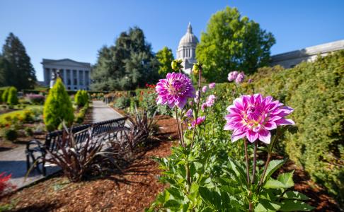 Beautiful pink flowers planted in a mulch flower bed within the Sunken Garden next to a metal park bench, with large trees, the Insurance Building, and the Legislative Building in the background.