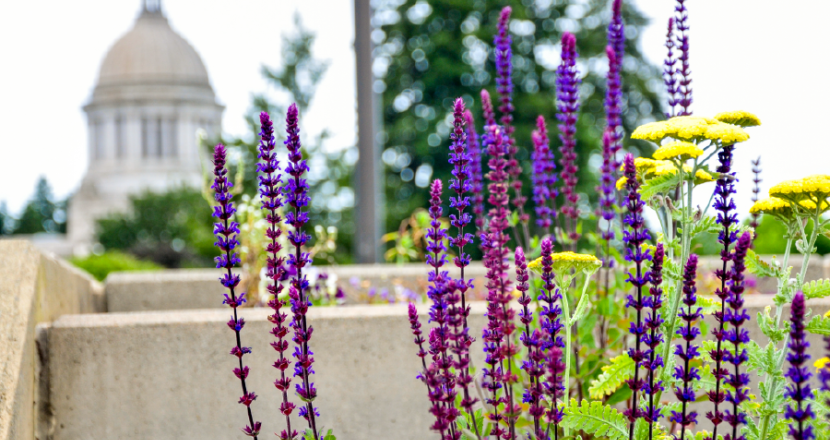 Small purple flowers bloom on vertical stalks with yellow flowers intermixed bloom in the Pollinator Garden. The Capitol's dome is set in the far background.