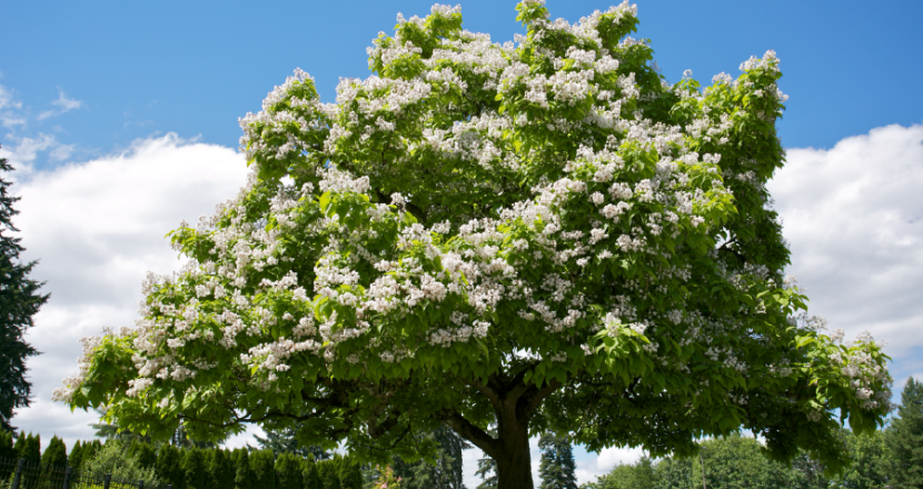 A blooming tree on the Capitol Campus.