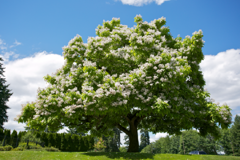 A blooming northern catalpa (Catalpa speciosa) tree on the Capitol Campus.