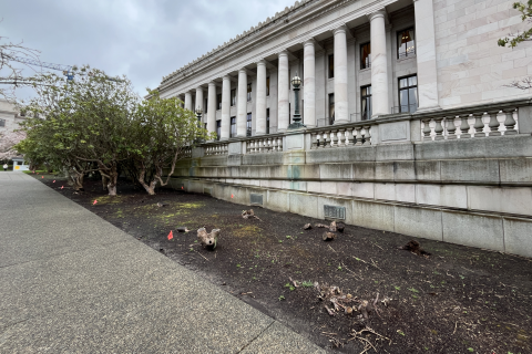 An outdoor scene with a plant bed with small trees and dead roots sticking out of the ground. The Legislative Building is in the background.