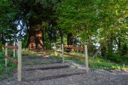 A nature scene featuring a mulch pathway that leads to a giant pine tree and is guided by wooden posts.