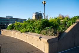 One of the Pollinator Garden's flower beds with the Highways and Licenses Building in the background.