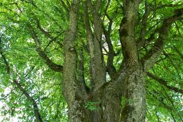 American White Elm tree