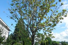 Big Leaf Maple Tree