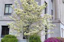 Cloud 9 Dogwood tree