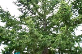 Douglas Fir tree