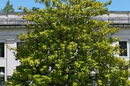 Evergreen Magnolia tree