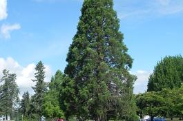 Giant Sequoia tree