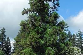 Japanese Cryptomeria tree