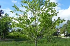 Katsura tree