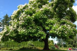 Northern Catalpa tree