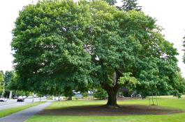 Norway Maple tree