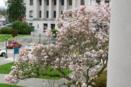 Saucer Magnolia tree