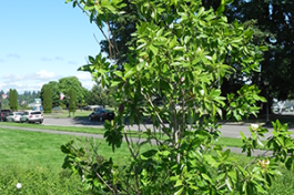 Sweetbay Magnolia tree