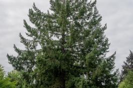 Washington Moon tree