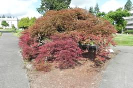 Weeping Cutleaf Redleaf Japanese Maple tree