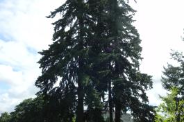 Western Hemlock tree