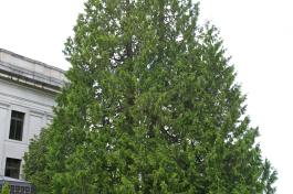 Western Red Cedar tree