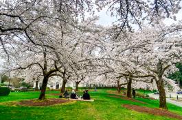 Yoshino Flowering Cherry tree