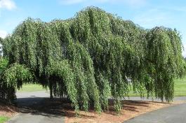 Young Weeping European White Birch tree