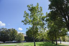 A tall London Plane tree, which has a slim trunk and skinny branches with light green leaves.