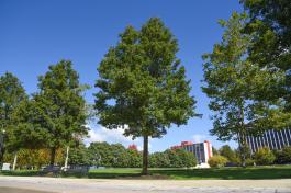 A tall Ornamental Flowering Pear tree with dark green leaves planted along a gravel pathway next to two metal park benches.