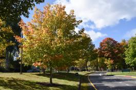 A tree with red, yellow, and green leaves in plot of grass on the side of a street.