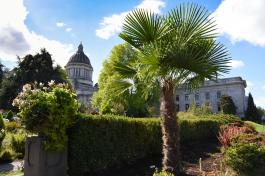 A palm tree in front of a short, rectangular hedge, with the Legislative Building dome and a blue sky in the background.