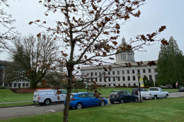 A nature scene with a small Garry Oak tree with dark orange leaves planted in a bed of mulch, with multiple cars and the Newhouse, Insurance, and Legislative buildings visible in the background.