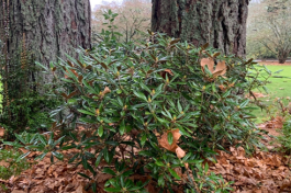 A small rhododendron shrub with green leaves, planted near the base of two larger trees with rough bark and surrounded by fallen orange leaves and pine needles. 