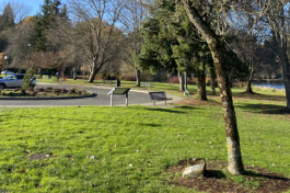 A medium-sized Swamp White Oak tree with smooth bark and no leaves, planted next to a small plaque in a small patch of dirt surrounded by green grass.