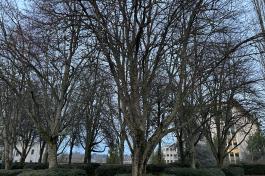 A group of littleleaf linden trees with grayish bark growing out of green, square-shaped bushes. Parts of the Capitol Court, Natural Resources Building, and Highways-Licenses Building are visible behind the trees.