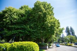 A group of littleleaf linden trees standing in square plantings along Capitol Way. Cars are driving past the trees and other plants.