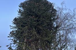 A large monkey puzzle tree with long, hanging branches covered in green, scale-like leaves and brown pine cones. 