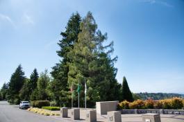 An outdoor scene with a large redwood tree standing tall amongst other evergreen trees and the Law Enforcement Memorial.