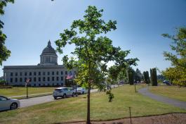 A small Garry oak tree in a plot on between the South Diagonal and a stone pathway. The Legislative Building dome is in the background.