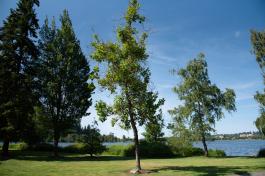 An outdoor scene with a swamp white oak tree in the center of a grassy area surrounded by other trees. Capitol Lake and part of downtown Olympia is visible in the background.