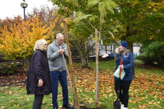 Gov. Jay Inslee, First Spouse Trudi Inslee, and DES employee Michelle Shepler engaged in planting a mimosa tree on the Capitol Campus.