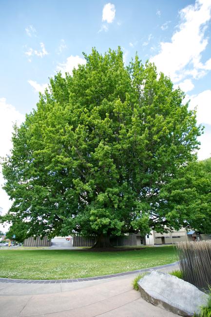 National Champion English oak