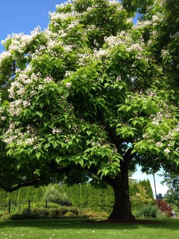 Northern Catalpa tree