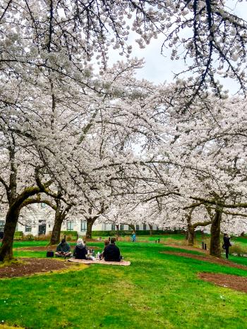 Yoshino Flowering Cherry tree