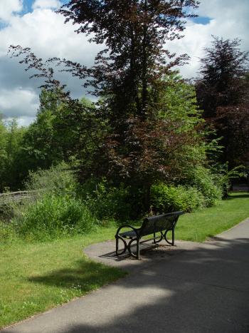 A nature scene with a metal park bench set off a sidewalk that overlooks Capitol Lake and a wooden dock in the distance.