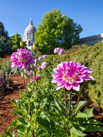 Beautiful pink flowers planted in a mulch flower bed within the Sunken Garden next to a metal park bench, with large trees, the Insurance Building, and the Legislative Building in the background.
