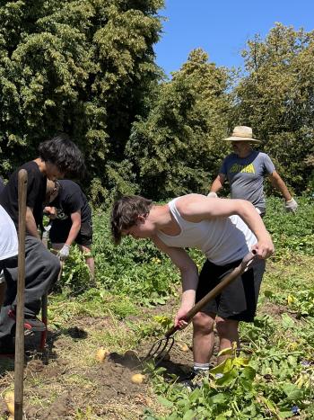 A group of volunteers from Olympia High School and Thurston County Food Bank digging for potatoes and garlic in the Capitol Campus garden.